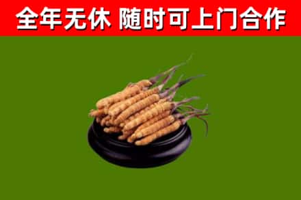 永城市烟酒回收冬虫夏草.jpg